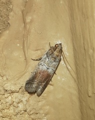 Chararica hystriculella