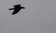 Corvus corax
