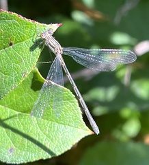Lestidae