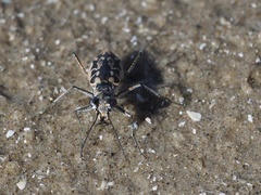 Ellipsoptera hamata