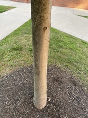 Quercus rubra