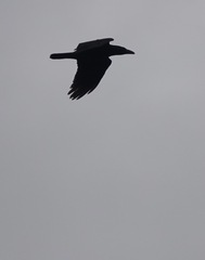 Corvus corax