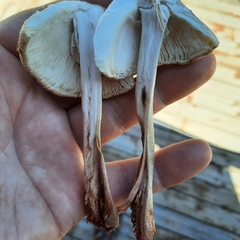 Amanita amerirubescens