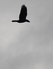 Corvus corax