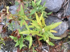Lysimachia terrestris