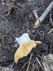 Russula brevipes