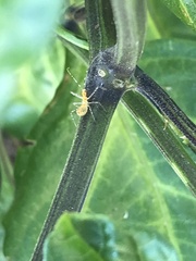 Zelus renardii