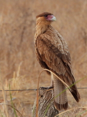 Caracara plancus