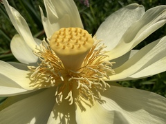 Nelumbo lutea