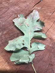Atrusca clavuloides