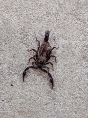 Vaejovis carolinianus