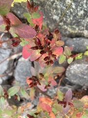 Hypericum virginicum