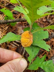 Disholcaspis spongiosa