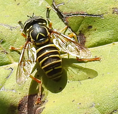 Spilomyia longicornis