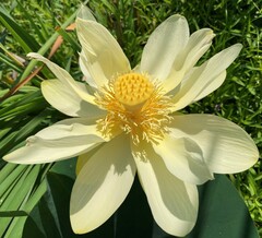 Nelumbo lutea