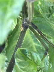 Zelus renardii