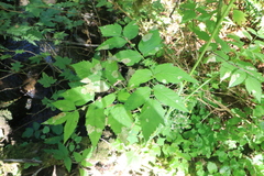 Angelica genuflexa