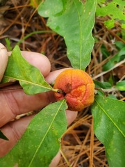 Disholcaspis spongiosa