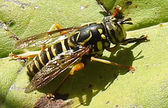Spilomyia longicornis