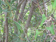 Smilax