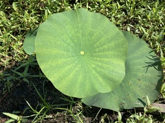 Nelumbo lutea