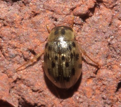 Berosus pantherinus