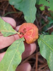 Disholcaspis spongiosa