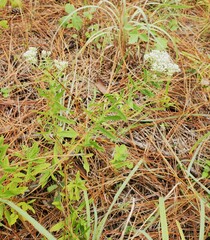 Eupatorium linearifolium
