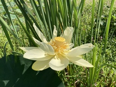 Nelumbo lutea