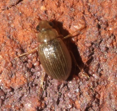 Berosus exiguus