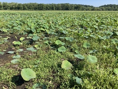 Nelumbo lutea