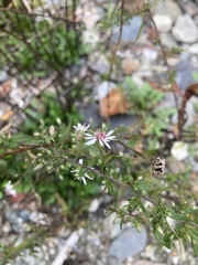 Symphyotrichum lateriflorum