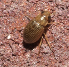 Berosus exiguus