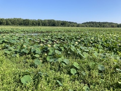 Nelumbo lutea