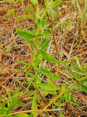 Eupatorium linearifolium