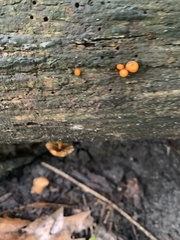 Hemitrichia decipiens