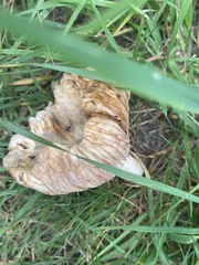 Lactarius pubescens