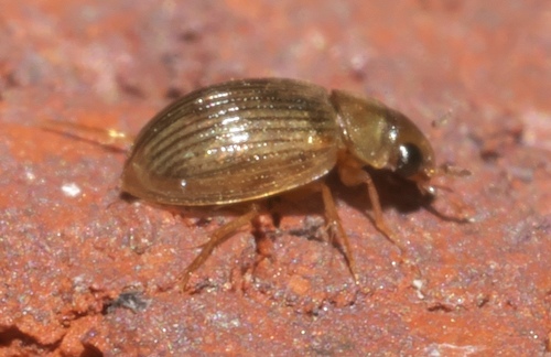 Berosus exiguus photo 4