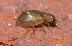 Berosus exiguus