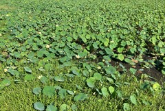 Nelumbo lutea