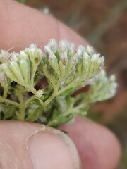 Eupatorium linearifolium