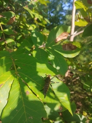 Promachus rufipes