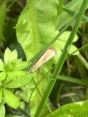 Agriphila