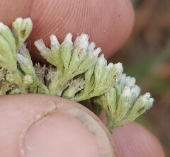 Eupatorium linearifolium