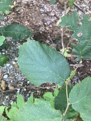 Corylus cornuta
