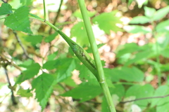 Angelica genuflexa