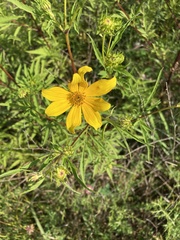 Bidens polylepis