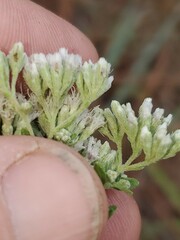 Eupatorium linearifolium