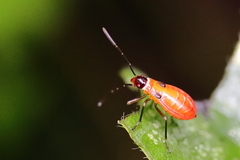 Dysdercus decussatus