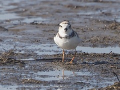 Charadrius melodus